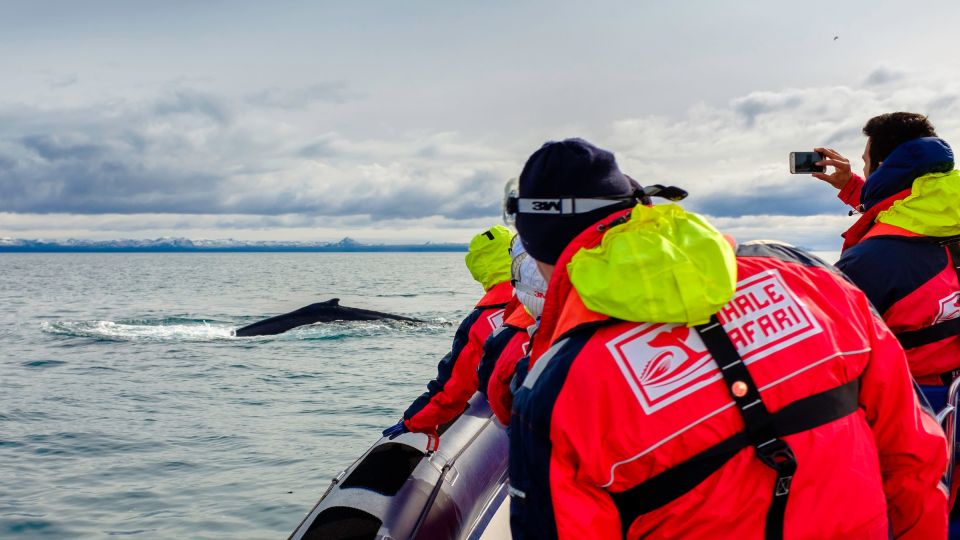 Whale Watching in Reykjavik by Speedboat - From Old Harbour to open water: what this tour feels like