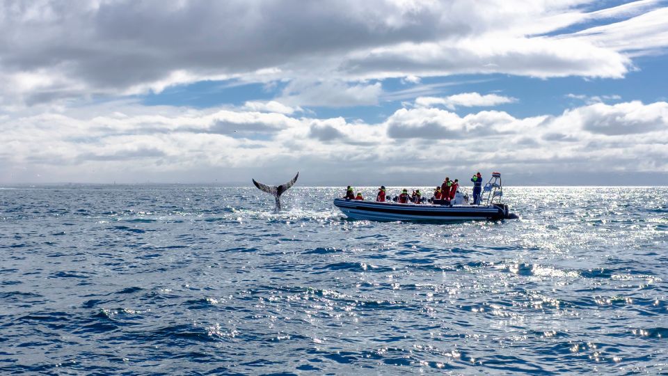 Whale Watching in Reykjavik by Speedboat - Wildlife spotting near Reykjavik: what you’re actually looking for