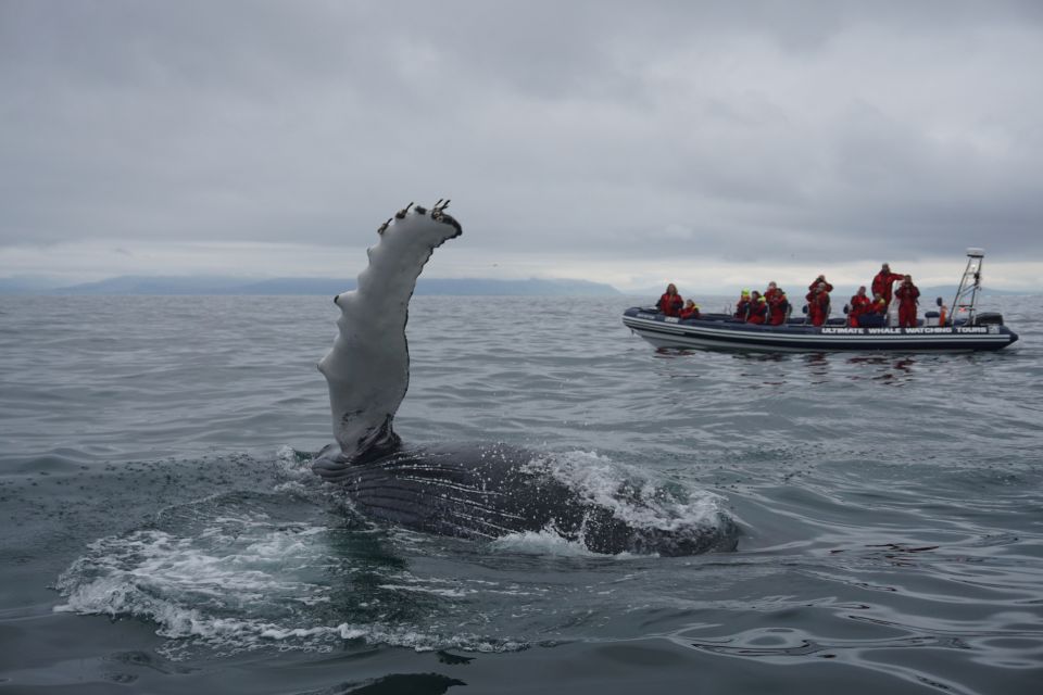 Whale Watching in Reykjavik by Speedboat - Puffins in Reykjavik: when the breeding-ground stop happens