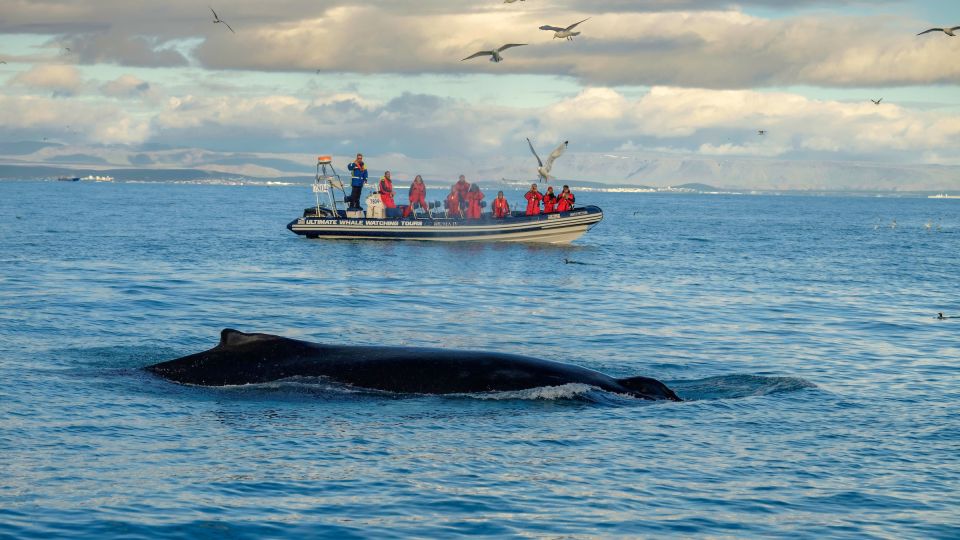 Whale Watching in Reykjavik by Speedboat - Shoreline stops: Sun Voyager and Harpa from the water