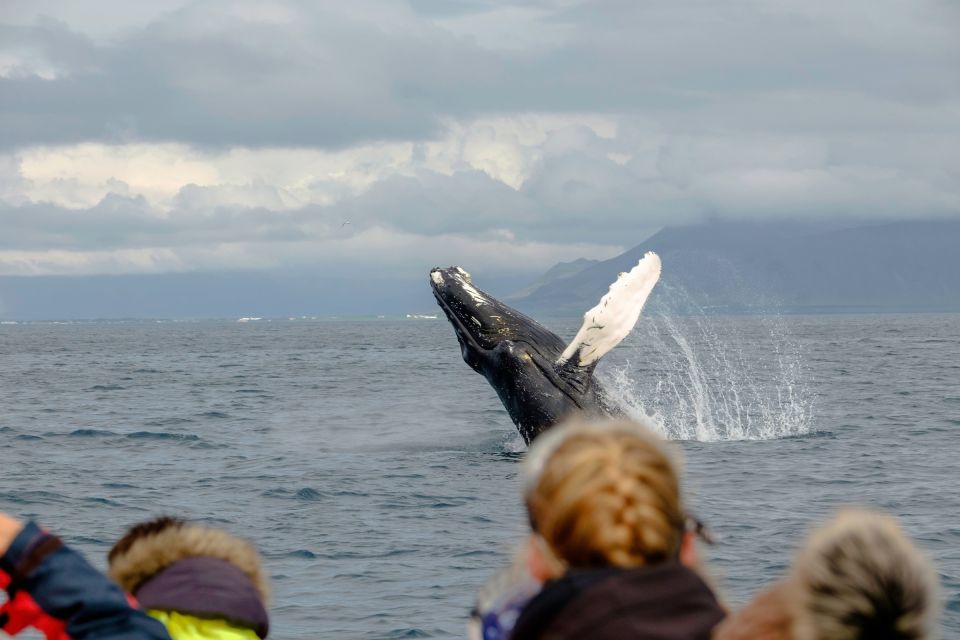Whale Watching in Reykjavik by Speedboat - Who should book this speedboat whale watch